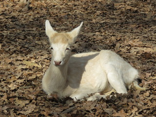 white deer