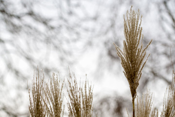 Fototapeta premium Strubbel Pflanze