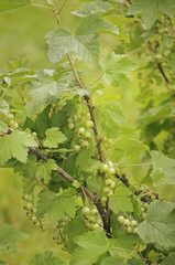 Green berry of a white currants in the garden