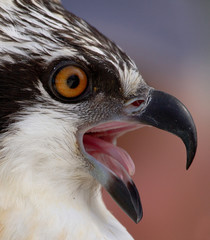Osprey profile