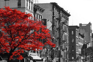 Fototapety  Czerwone drzewo na czarno-białej ulicy Nowego Jorku