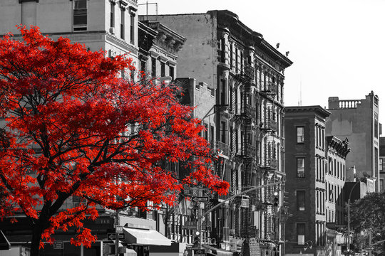 Red Tree on Black and White New York City Street © deberarr