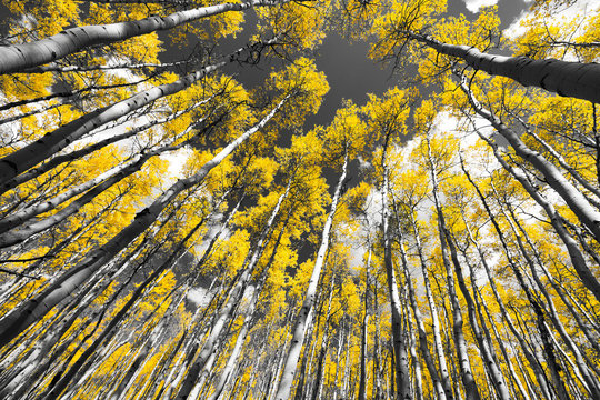 Golden Fall Aspen Tree Forest in Colorado Mountains