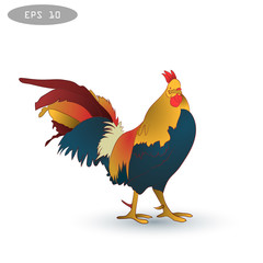 Vector illustration of rooster, symbol 2017 on the Chinese calendar 1v