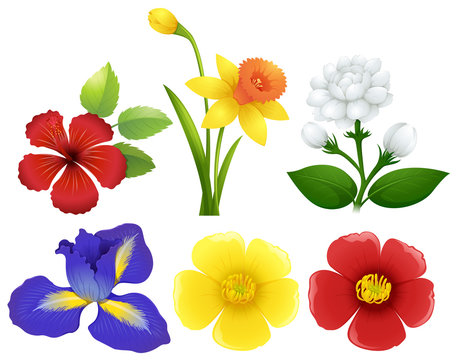 Different types of flowers