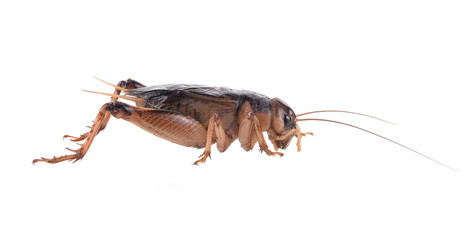Gryllidae on a white background.
