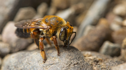 Bee, Bee find food on the rocks, Bee of thailand
