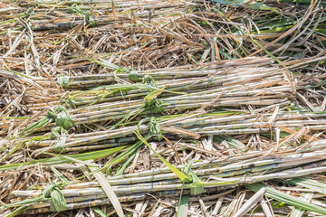 sugarcane