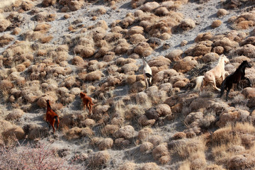 Fototapeta premium wild horse 