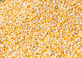 Corn Seed