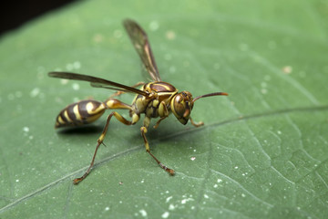 Bee, Bee of Thailand, Bee rest green leaf 