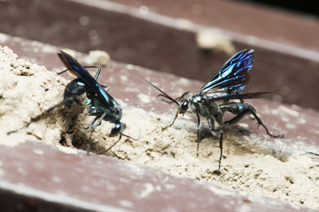 Bee, Bee of Thailand, Bee rest wood