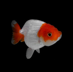 Goldfish isolated on black