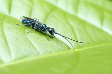 Bee, Bee of Thailand, Bee rest green leaf 