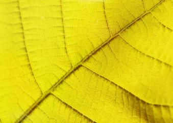 Naklejka na ściany i meble the leaf in closeup