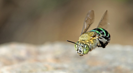 Bee/Bee Beautiful/Cuckoo Wasp