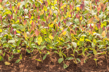 Seedlings of Eucalyptus.