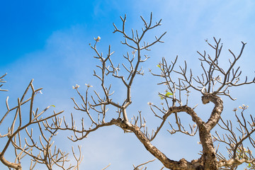 Obraz premium Frangipani tree without leaf.