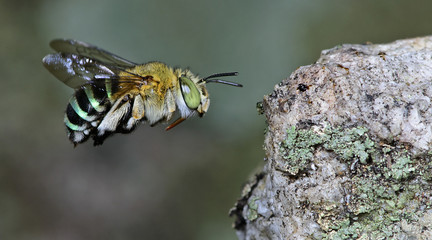 Bee/Bee Beautiful/Cuckoo Wasp