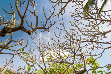 Frangipani tree without leaf.