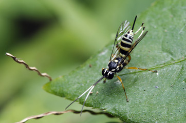 Bee, Bee of Thailand, Bee rest green leaf 