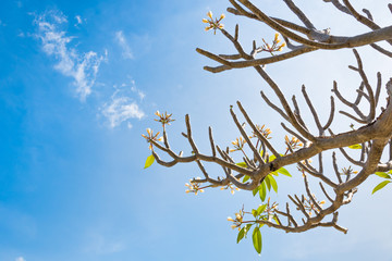 Frangipani tree without leaf.