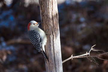 Female red bellied woodpecker (Melanerpes carolinus)  on a fence
