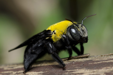 Bee, Tropical carpenter bee ( Xylocopa latipes ),  Tropical carp