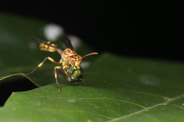 Bee/Bee Beautiful/Cuckoo Wasp