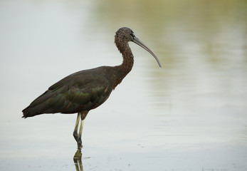 Glossy Ibis in the lake  Buhair, Bahrain