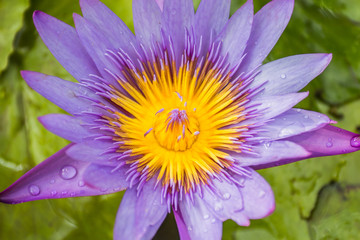 Purple lotus