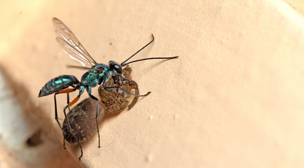 Bee/Bee Beautiful/Cuckoo Wasp