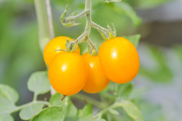 tomato plant in the vegetable garden
