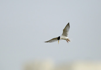 Little tern hovering