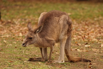 オオカンガルー