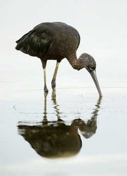 Glossy Ibis feeding in the lake Buhair, Bahrain