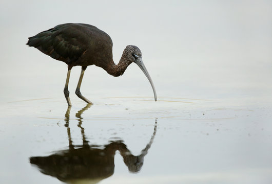 Glossy Ibis searching food 