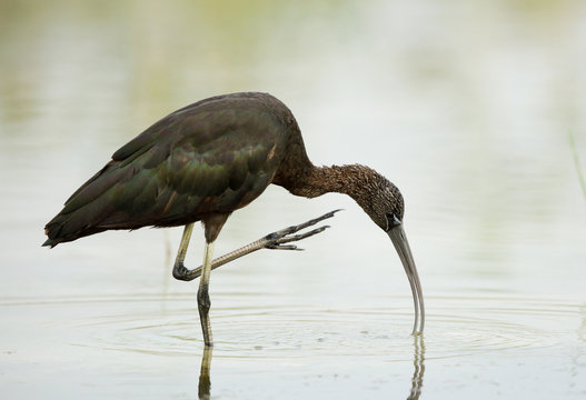 Glossy Ibis in the lake Buhair, Bahrain