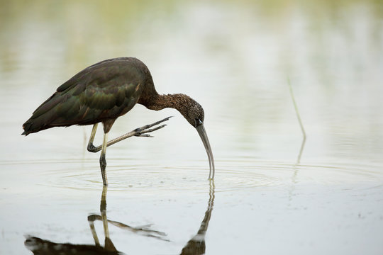 Glossy Ibis in Buhair lake, Bahrain