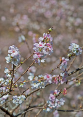 Shikizakura at Obara, Nagoya, Japan
