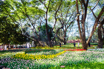 Obraz premium amazing beautiful tulips in garden. tulip is looking soft and colorful.