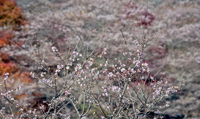 Shikizakura at Obara, Nagoya, Japan