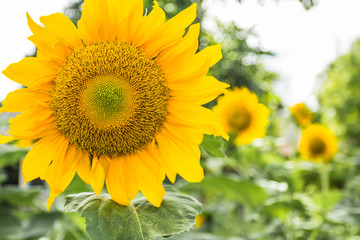 Obraz premium sunflower