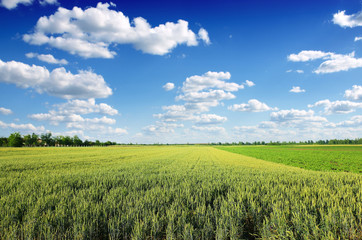 Fototapeta premium green wheat field