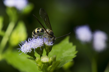 Bee, Bee are eating honeydew on a purple flower. Bee Beautiful