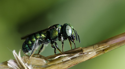 Bee/Bee Beautiful/Cuckoo Wasp
