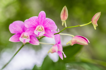 Fototapeta premium Orchid