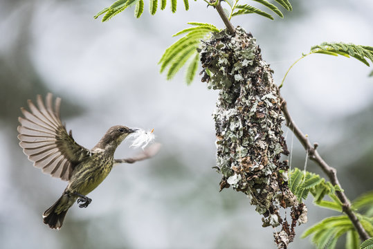 Female Marico Sunbird building her nest