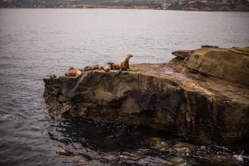 Sea Lions on Rock