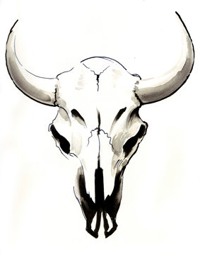 Bison Skull